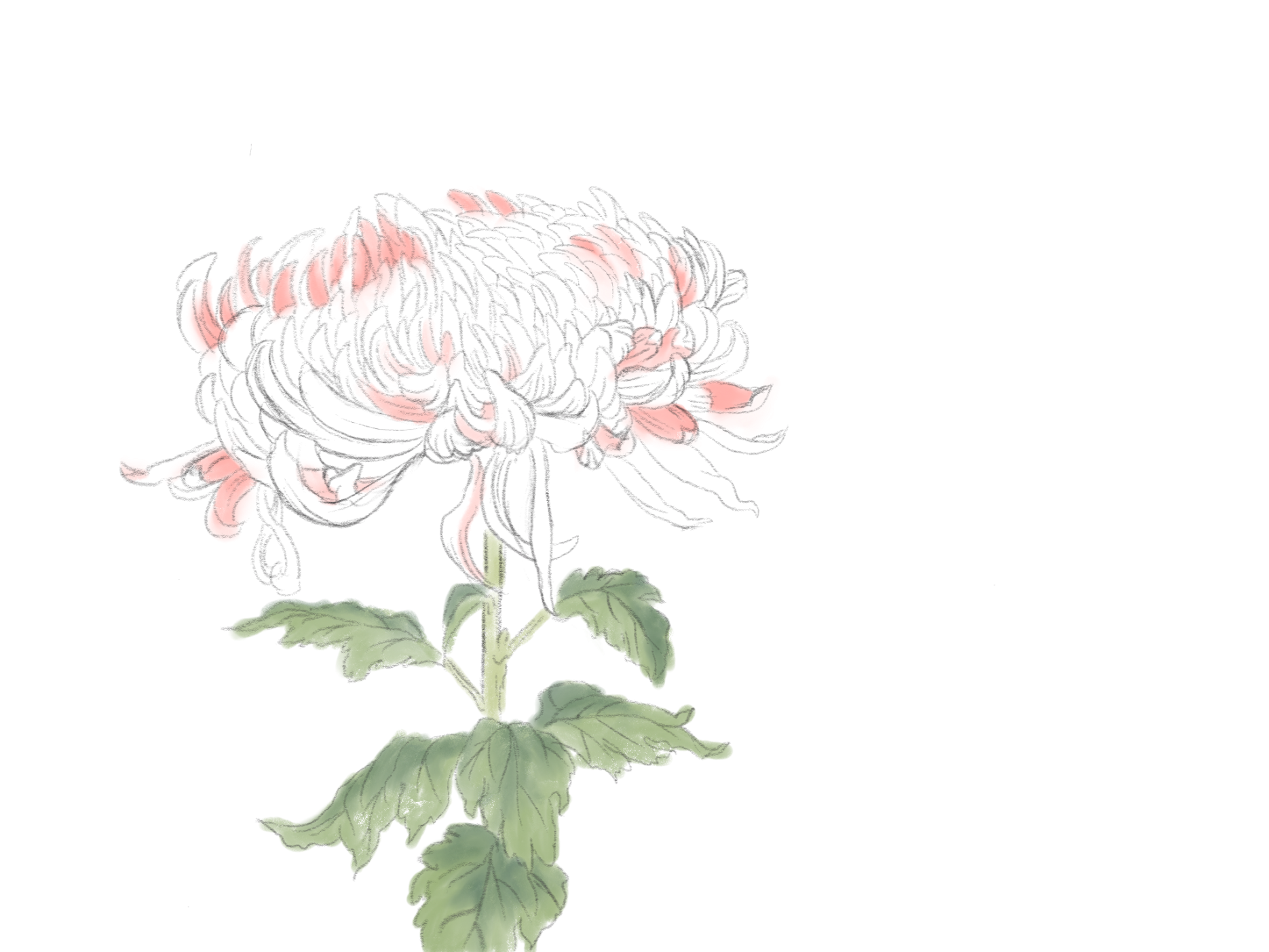 菊 / chrysanthemum